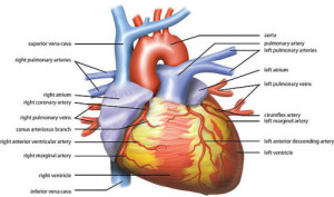 HEART ANATOMY "Wiki Heart Antomy Ties van Brussel" by Tvanbr - Own work. Licensed under CC BY-SA 3.0 via Wikimedia Commons.