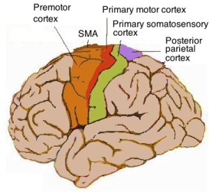 MOTOR CORTEX "Human motor cortex" by Cortex sensorimoteur1.jpg: Pancratderivative work: Iamozy - Own work, This file was derived from: Cortex sensorimoteur1.jpg: . Licensed under CC BY-SA 3.0 via Wikimedia Commons.